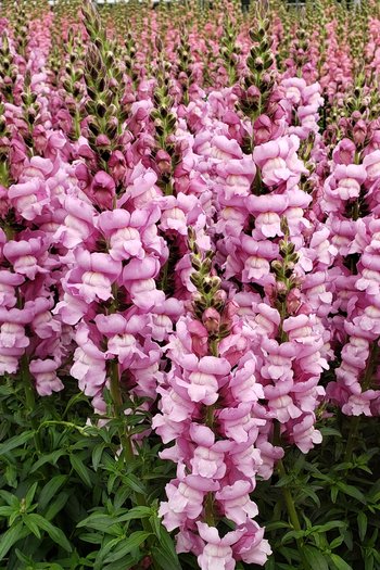 Snapdragon Lavender 